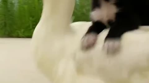 Dog plays with rescued Duck during babysitting duties