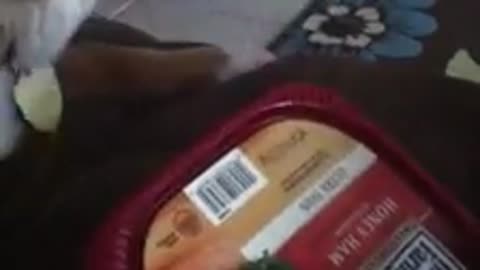 Gizmo wants more ham