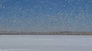 Blizzard of Snow Geese