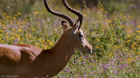 Impala Antelope Animal