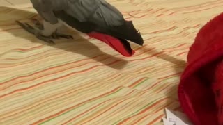 African Grey Destroys Homework