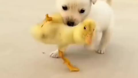 little hens and dog