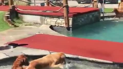 Golden Retrievers Play at Waterpark