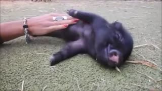 cute little pig ❤️