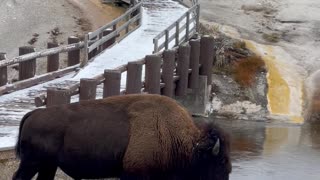 Bison Blocks Path in Yellowstone Park