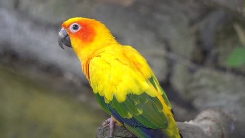 Parrot Greeting Baby Parrot