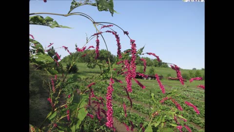 Rosy Magenta Flowers Kiss Me Over The Garden Gate Sept 2022