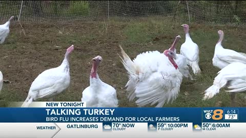 Bird flu drives business to East Tenn. turkey farmers