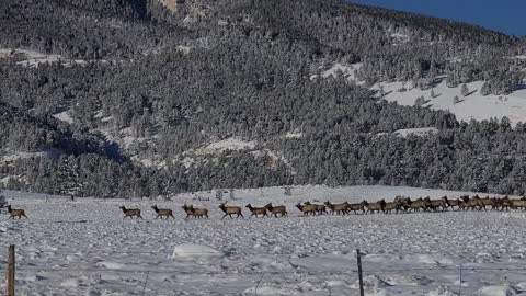 Massive Elk Migration in Wyoming