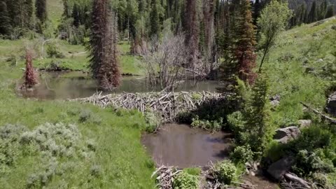 Beaver Rewilding Impacts/sabaishaq