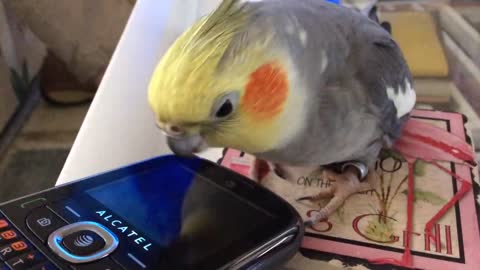 Cacatúa amante de su reflejo ronronea como un gato