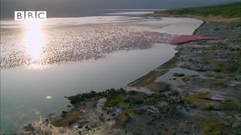 Earthflight (Winged Planet) - Spectacular Fish Eagle Hunts Flamingos (Narrator David Tennant)