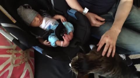 Cats Meeting Babies for the FIRST Time [NEW] Compilation