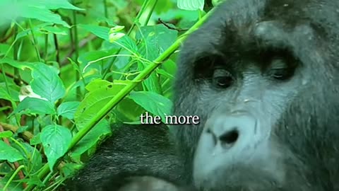 The gorilla kingdom #ape #gorilla #primate