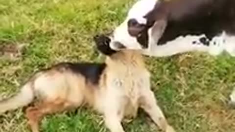Dog and Cow Friendship.