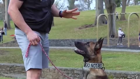 If your dog can’t work off leash or around distractions, make sure they work on leash first.
