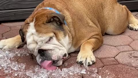 bulldog cooling off in ice