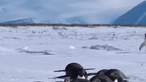 Adélie Penguins tobogganing on the sea ice