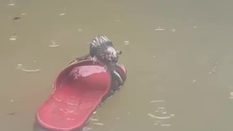 Poor little mouse🛶🛶🐀🐀🐀