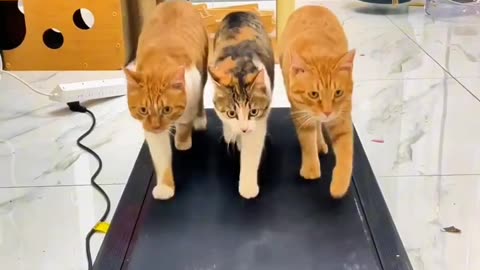 Cats on a treadmill