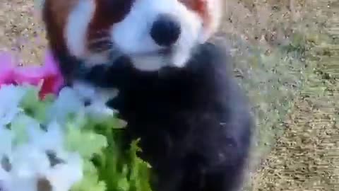 Cute red Panda brought you Flowers