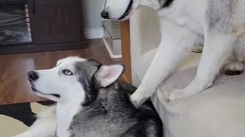 Relationship issues, Guilty Husky Apology to Mend a Broken Relationship?