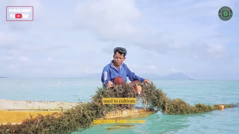 Seaweed Farming Benefits, Methods and Harvesting Techniques - Seaweed cultivation Methods