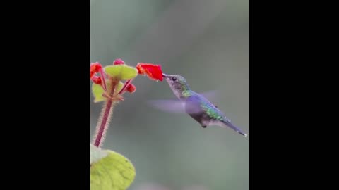 sound that the hummingbird emits