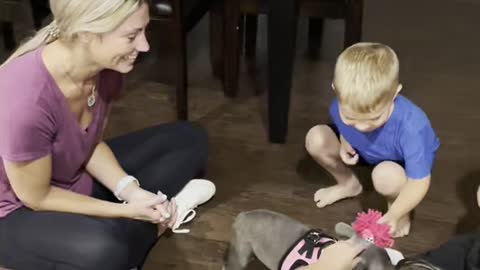 Boys Surprised by Dream Puppy