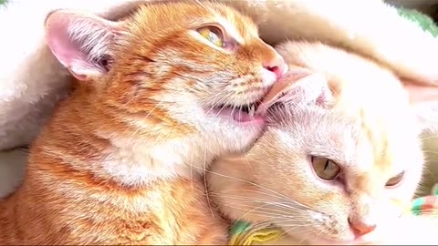 Two cats loves video **Male cat and female cat love video amazing***