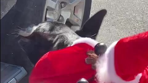 JJ DOG as SANTA CLAUSE _dog-reindeer_ in his halloween costume.
