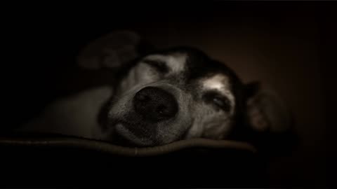 Sound To Make Your Dog Sleep within 5 Minutes | Dog Hypnosis
