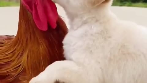 Puppy & Cock Friendship