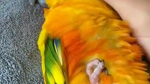 Sun Conure Parrot taking a nap while I was working | JC042