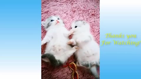 Cute Pets And Funny Animals Compilatio Pets Garden