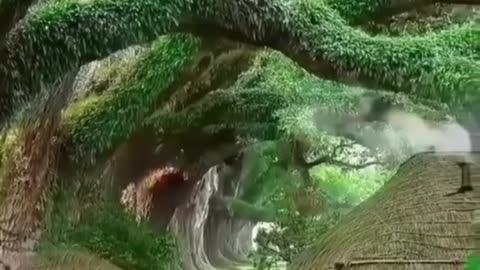 Amazing natural video clear you're mind