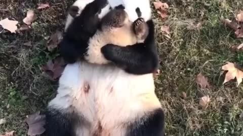 Happy Panda family