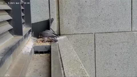 Startled falcon flies the coop after earthquake