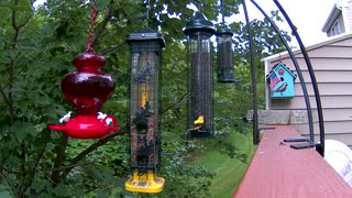 Bird Feeder from New Hampshire