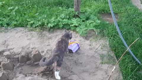A cat examines a children's sandbox