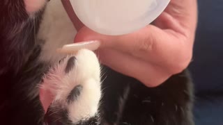 Spoiled Cat Drinks by Bottle