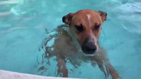 Dog Inside Pool Puts Face Underwater After Owner Commands Them to do so