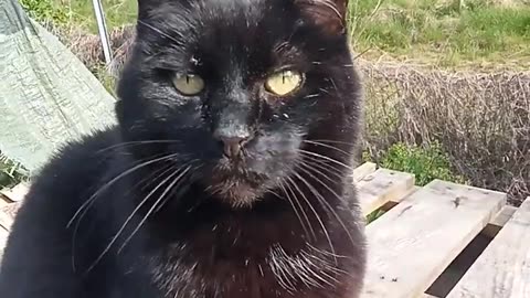 black cat is waiting