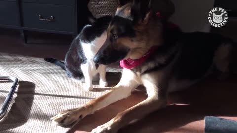 Dogs and Cats Playing | Unlikely Friends