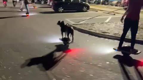 Dog rides onewheel with the gang
