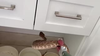 Dangerous Snake!!!