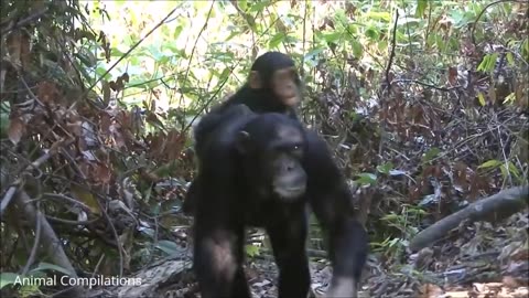 Cuddly Baby Chimpanzees - Cutest Compilation