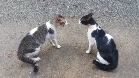Cats Fighting with sound - Exclusive Video
