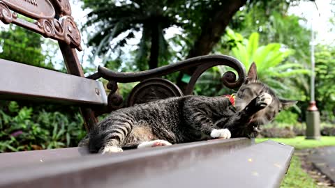 Cat On A Bench