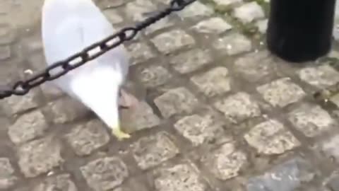 Seagull Drama: The Hilarious Squawk of Disappointment!